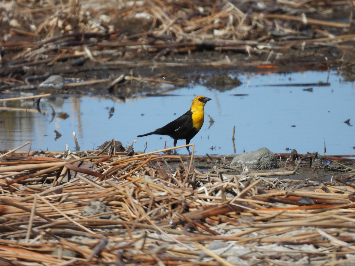 Yellow-headed Blackbird - ML619300799