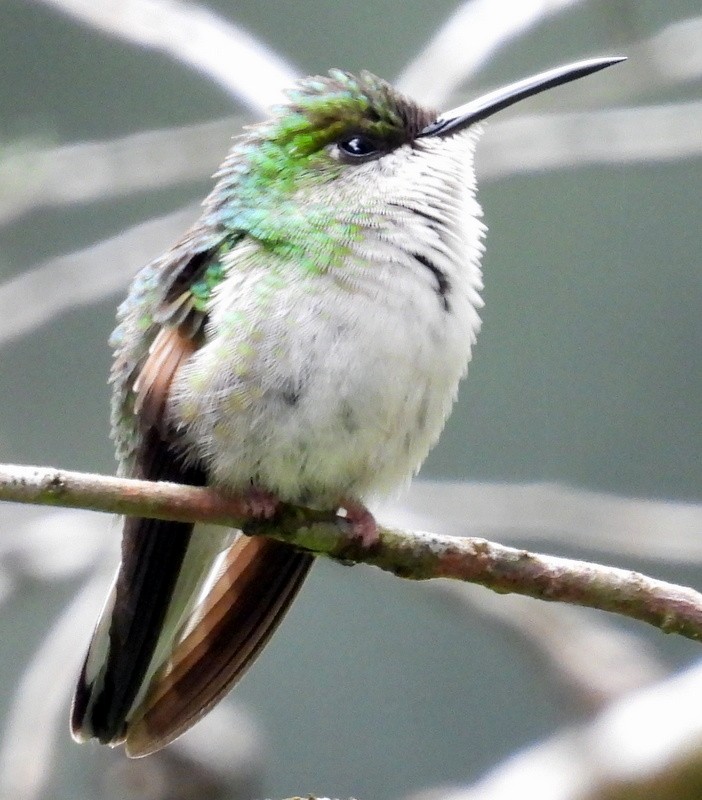 kolibřík zelenopláštíkový - ML619300827