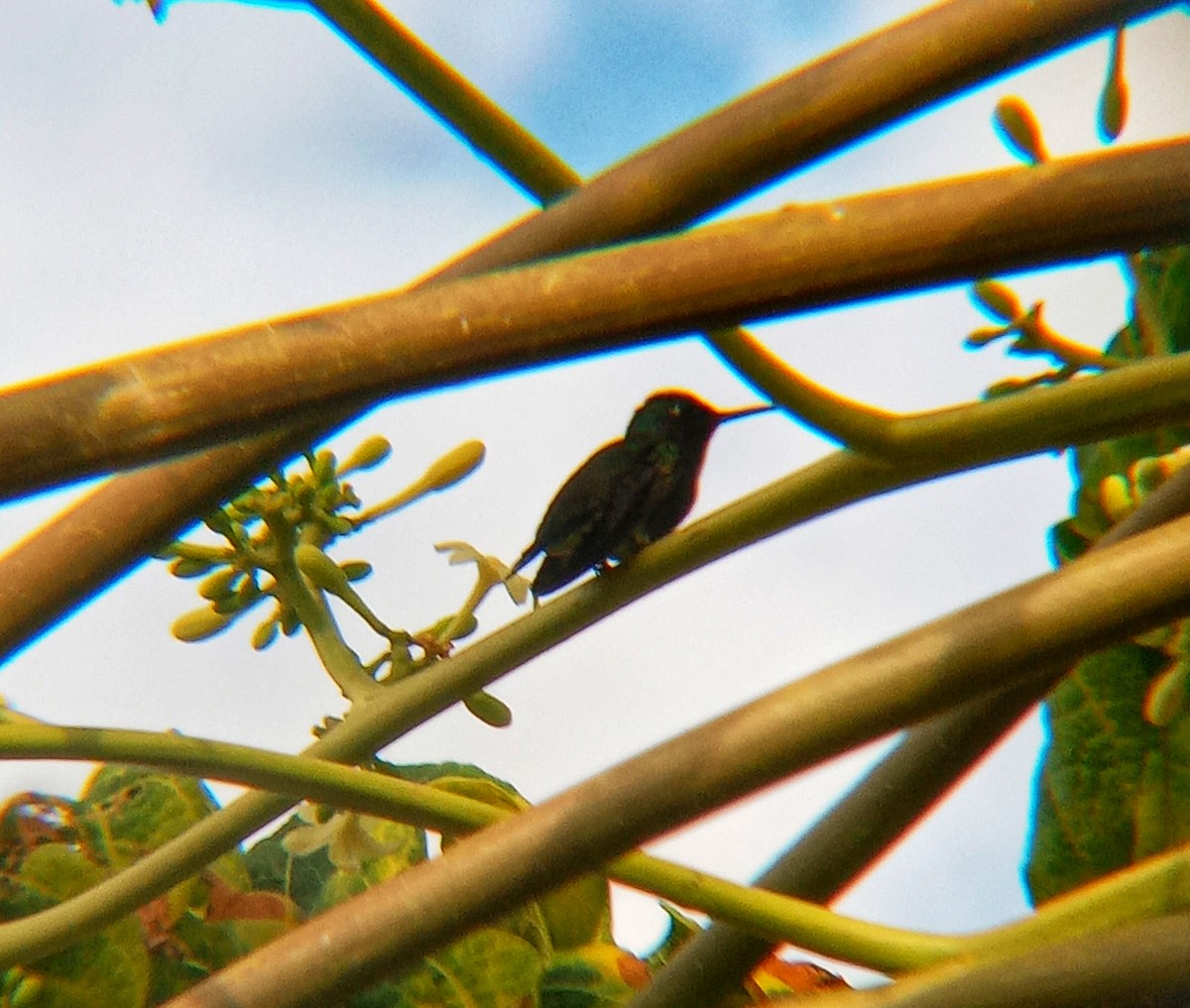 kolibřík safírový - ML619300876