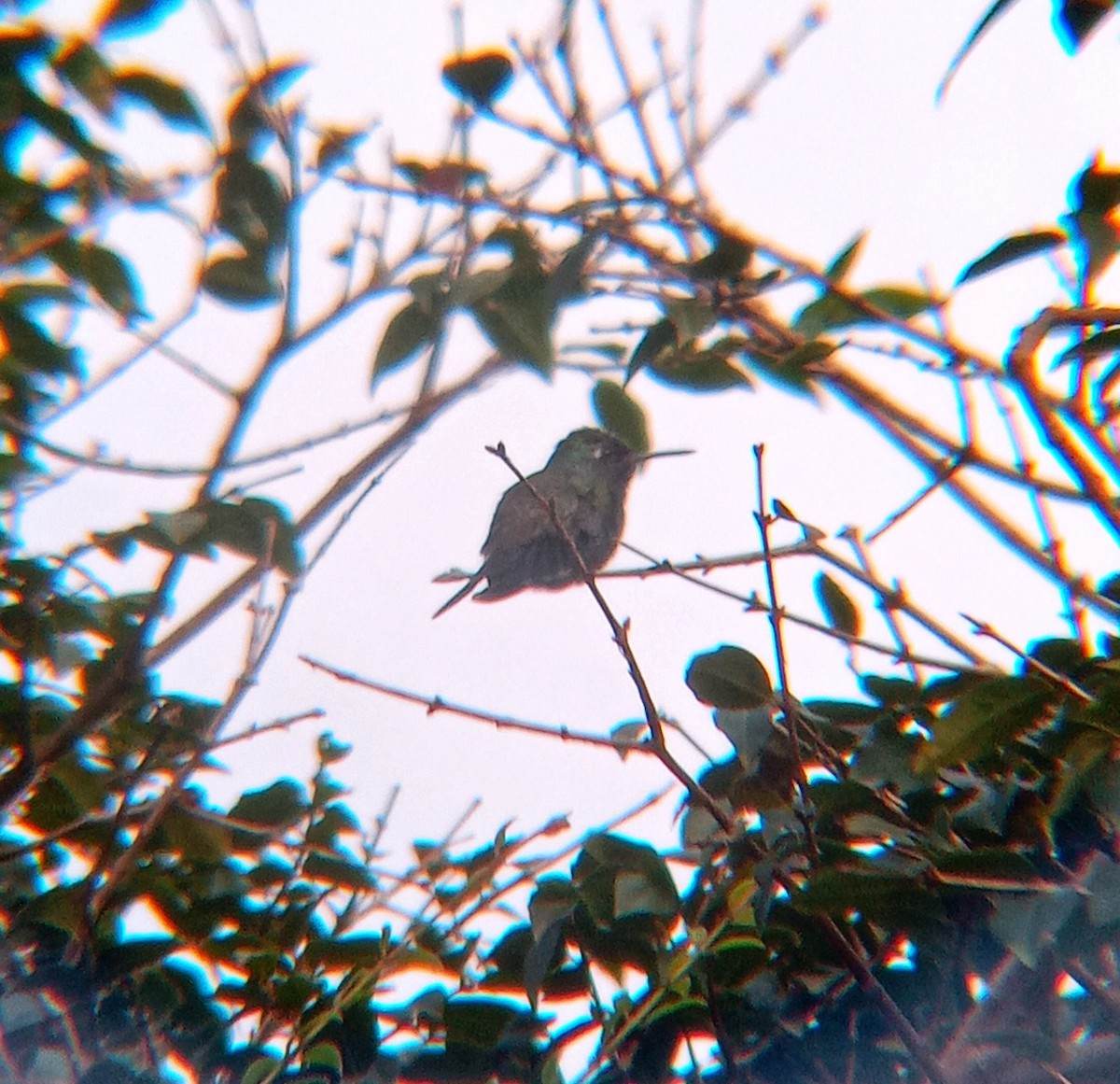 kolibřík safírový - ML619300901