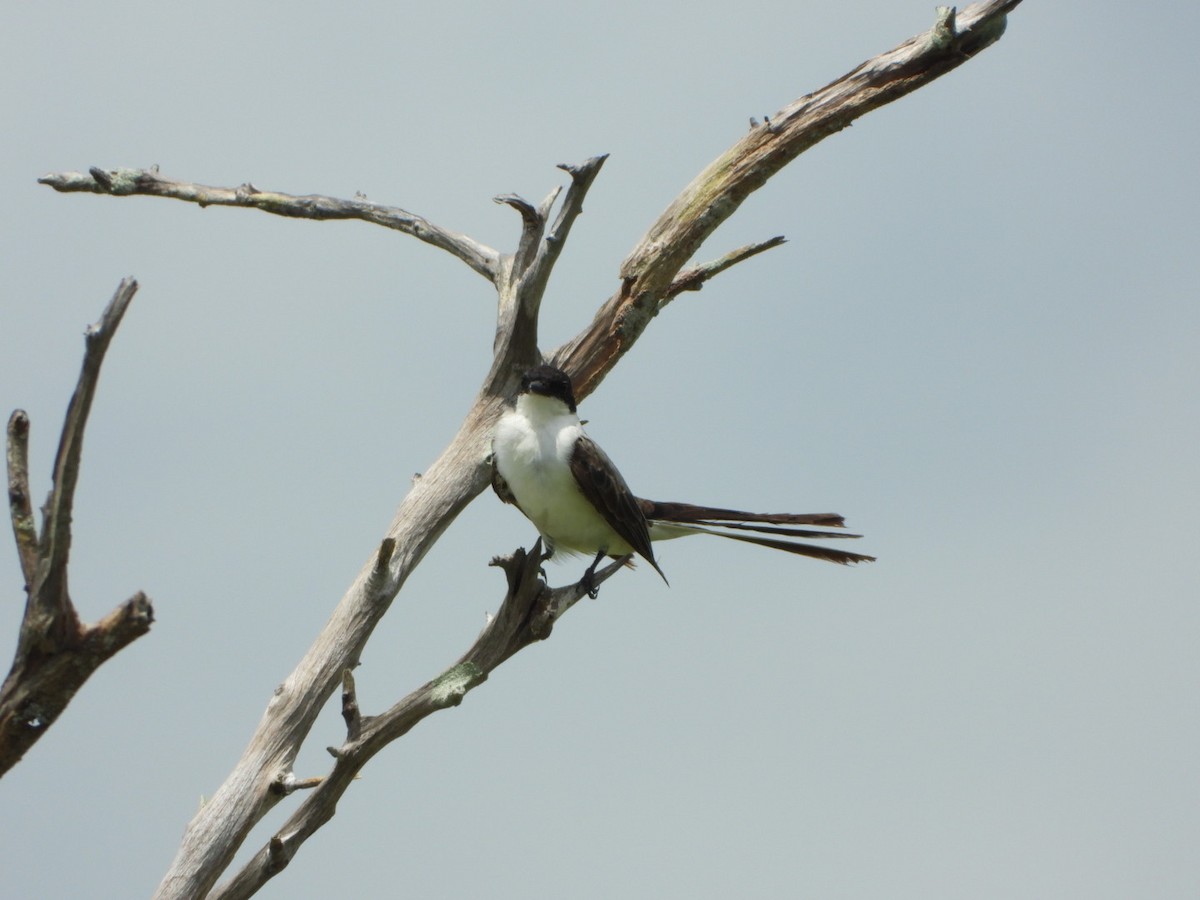 Fork-tailed Flycatcher - ML619300979