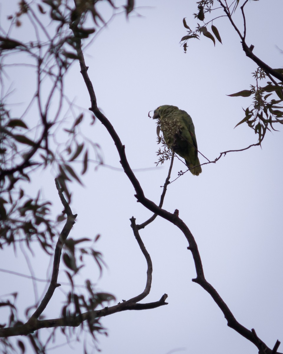 Turquoise-fronted Parrot - ML619301012