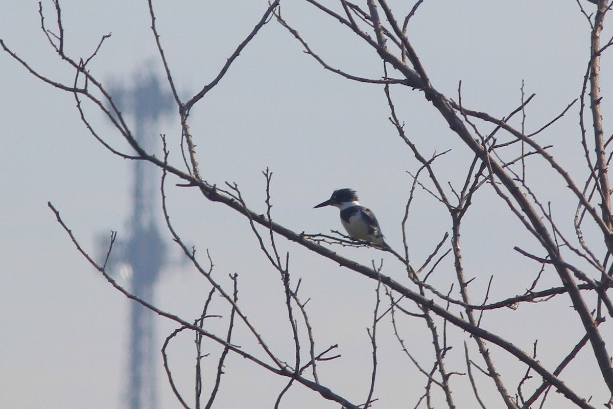 Belted Kingfisher - ML619301052