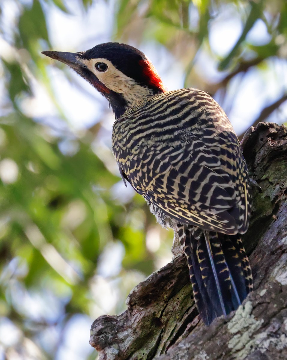 Green-barred Woodpecker - ML619301059