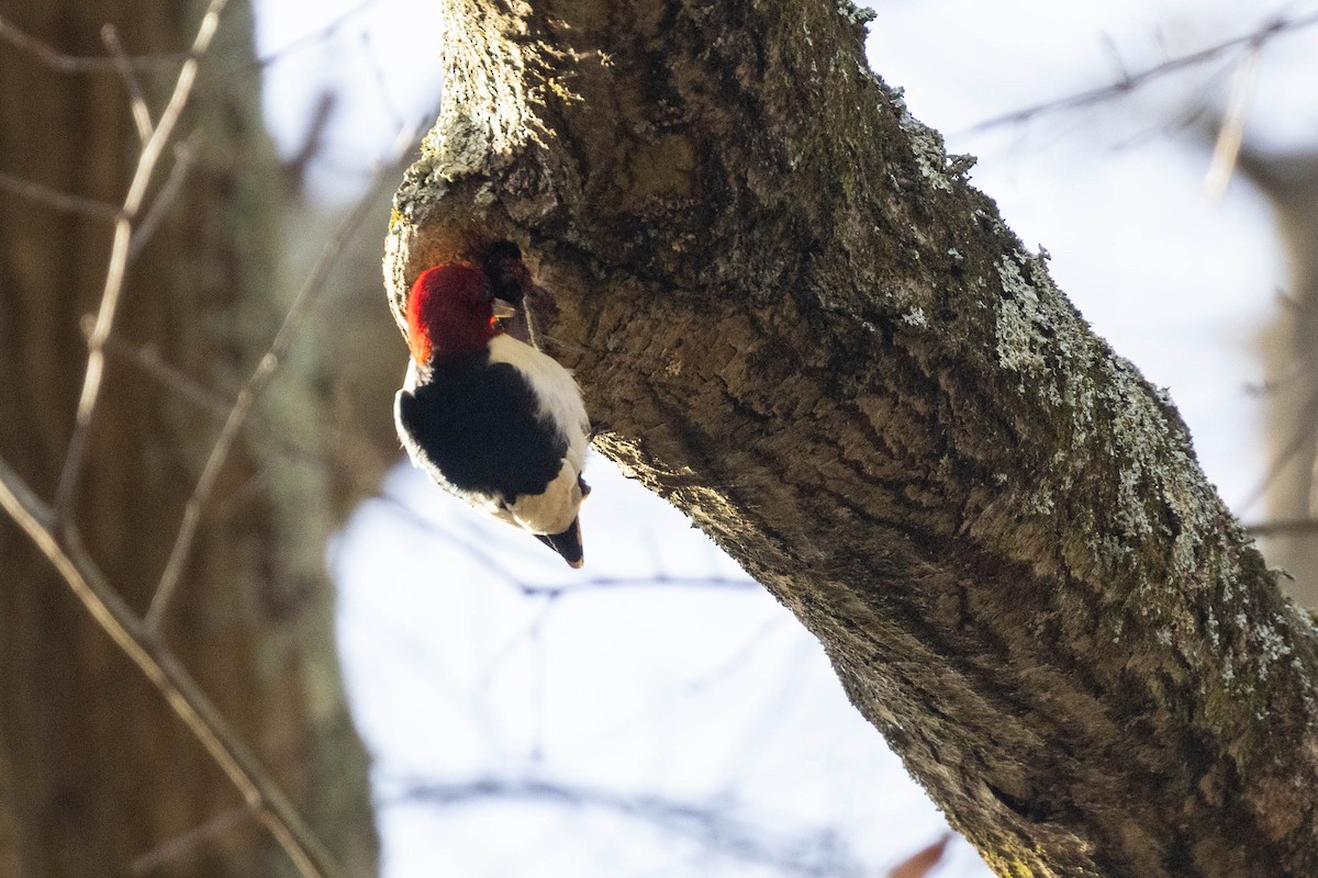 Red-headed Woodpecker - ML619301089