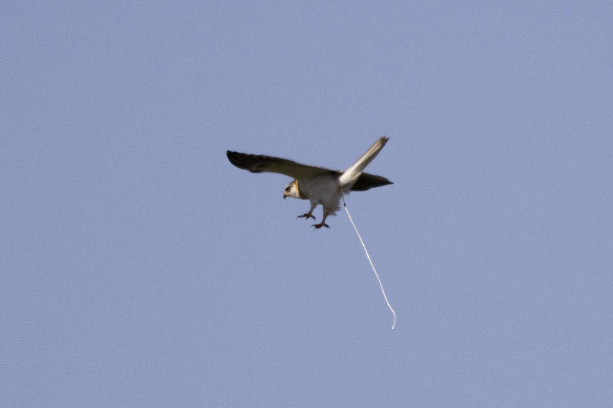 White-tailed Kite - ML619301108