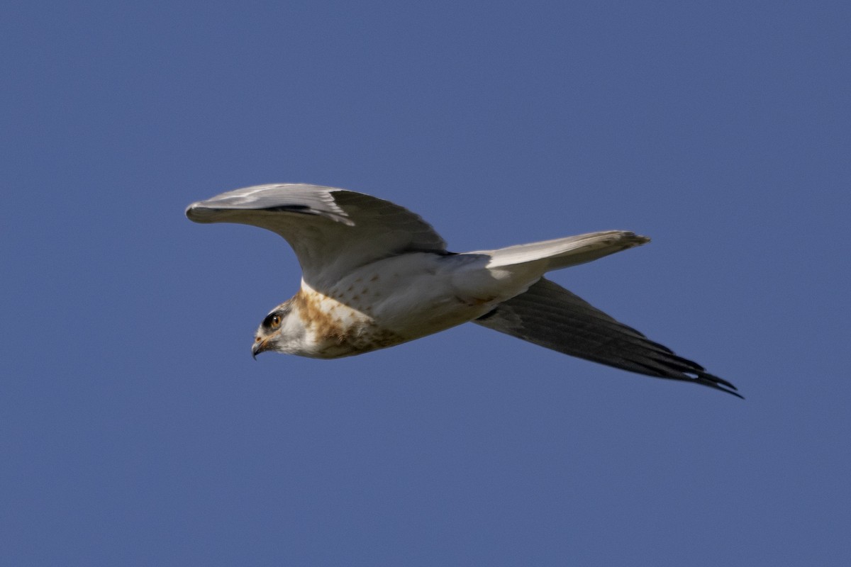 White-tailed Kite - ML619301109