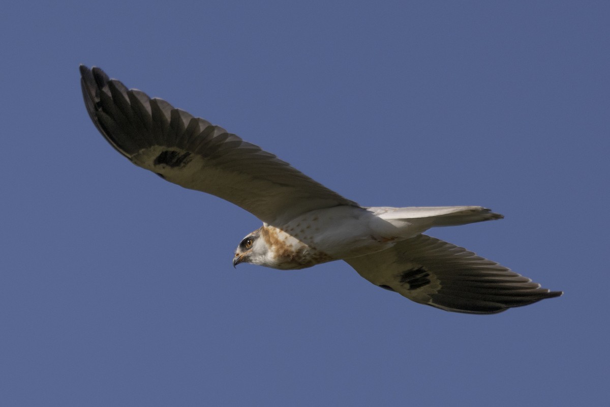 White-tailed Kite - ML619301110