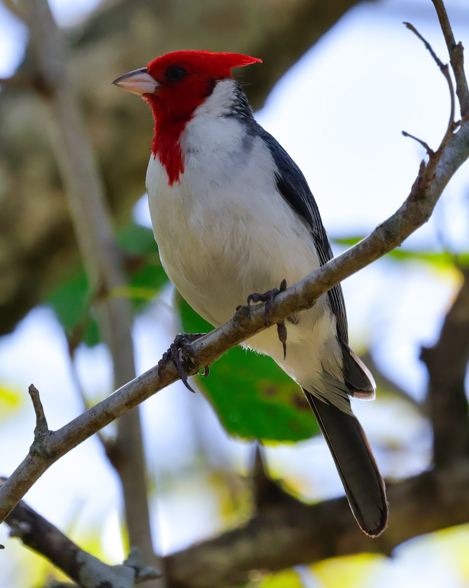 Red-crested Cardinal - ML619301121