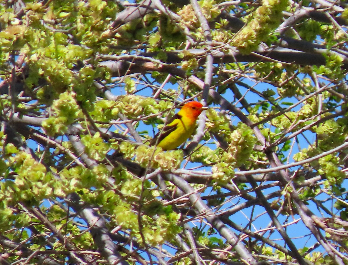 Western Tanager - ML619301152