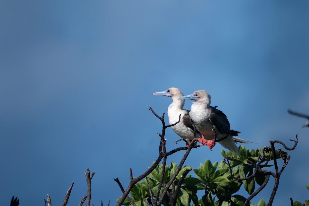 Red-footed Booby - ML619301174