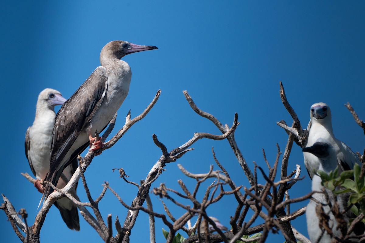 Red-footed Booby - ML619301175