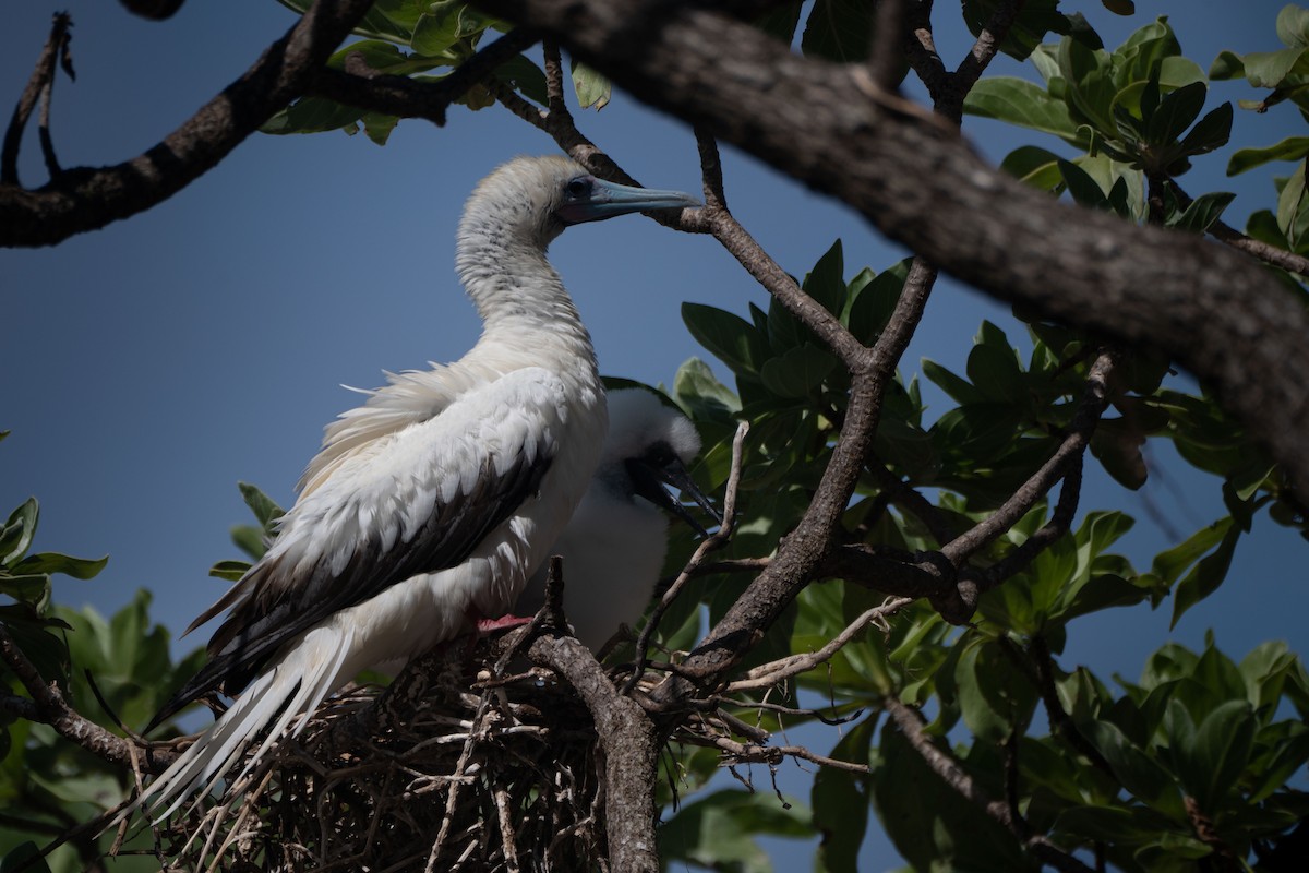 Red-footed Booby - ML619301176