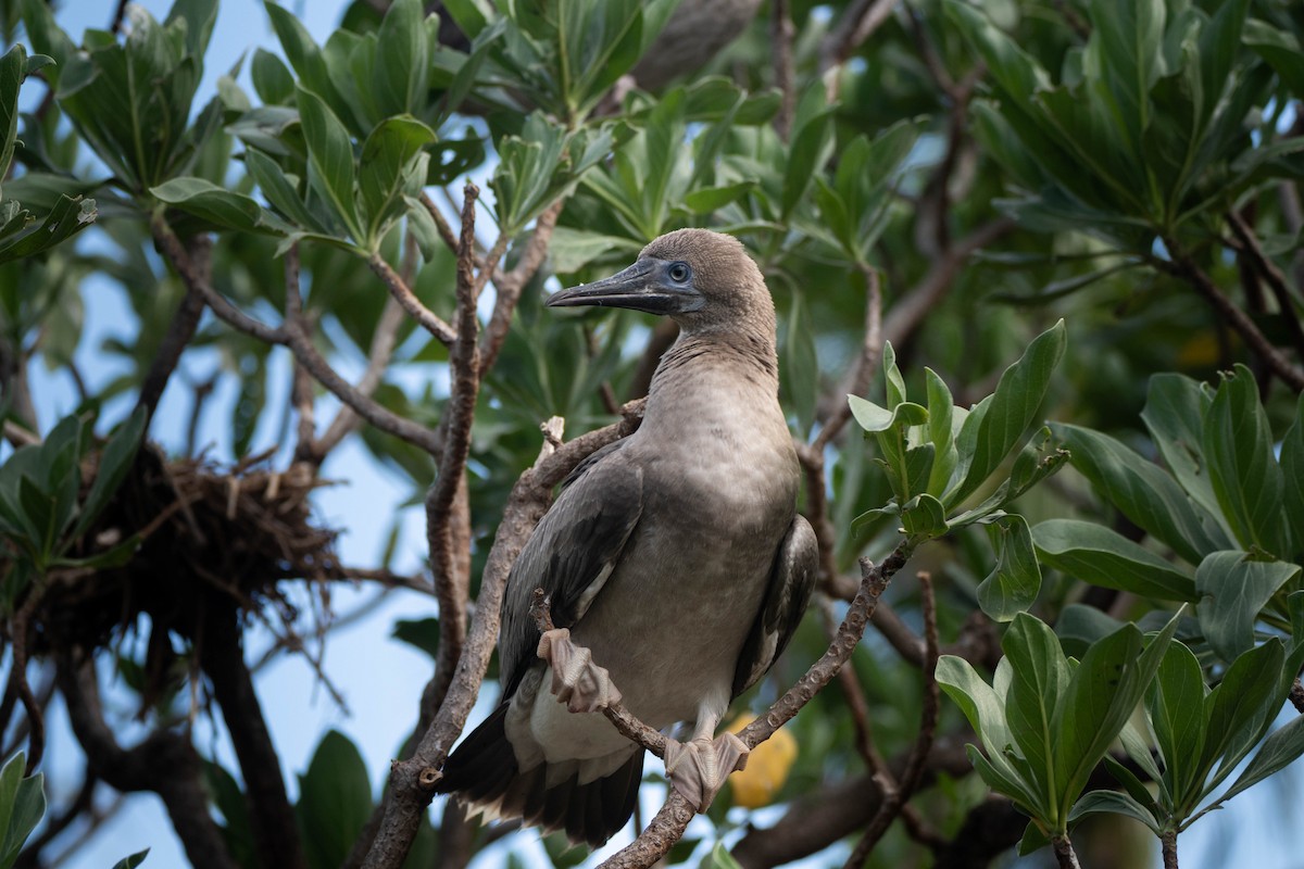 Red-footed Booby - ML619301177