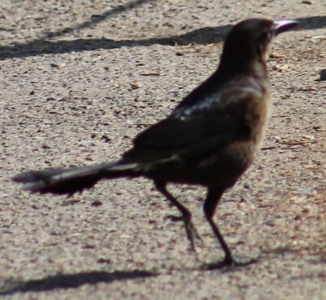 Great-tailed Grackle - ML619301191