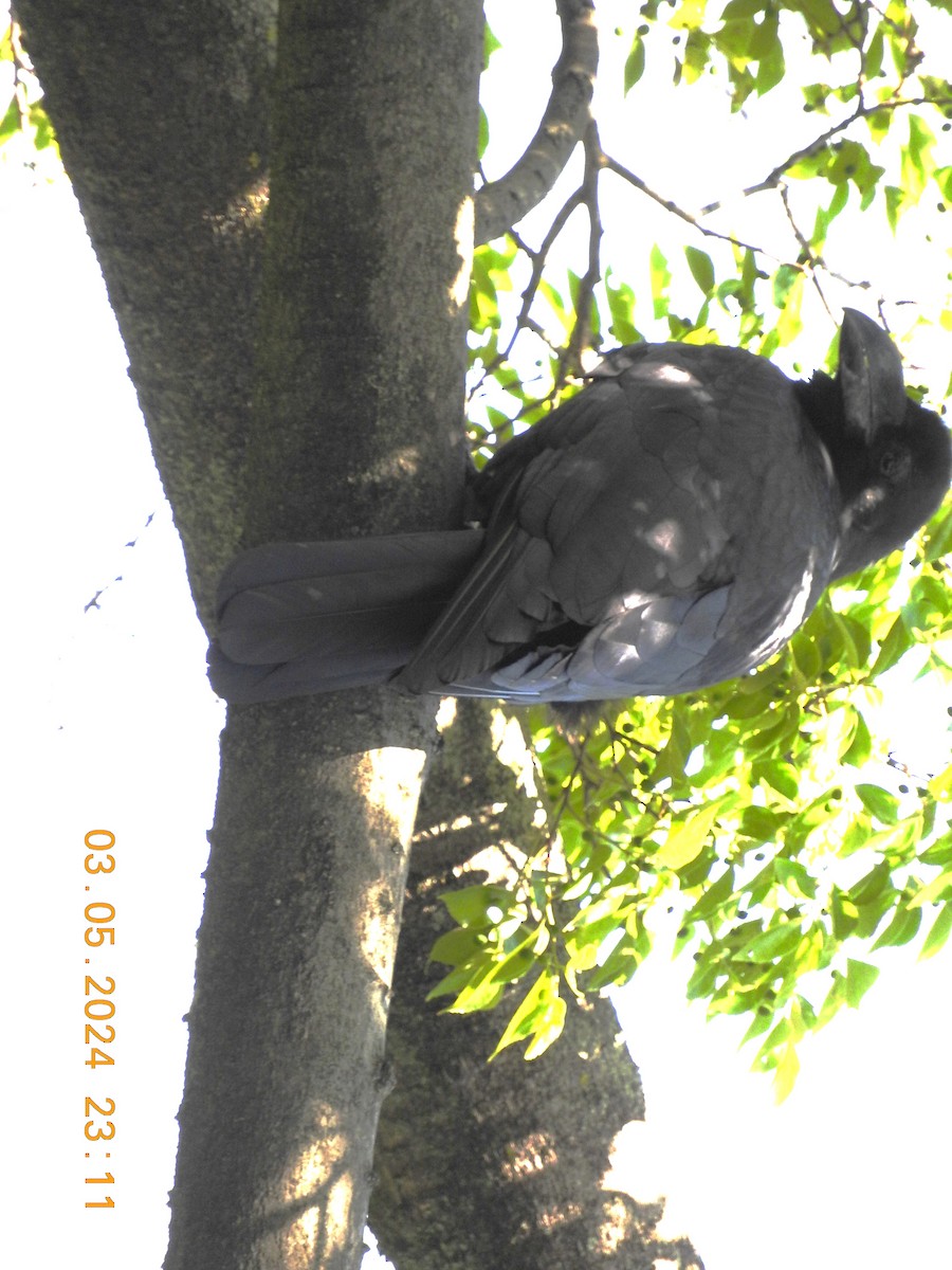 Large-billed Crow - ML619301196