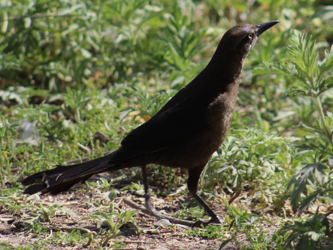 Great-tailed Grackle - ML619301216