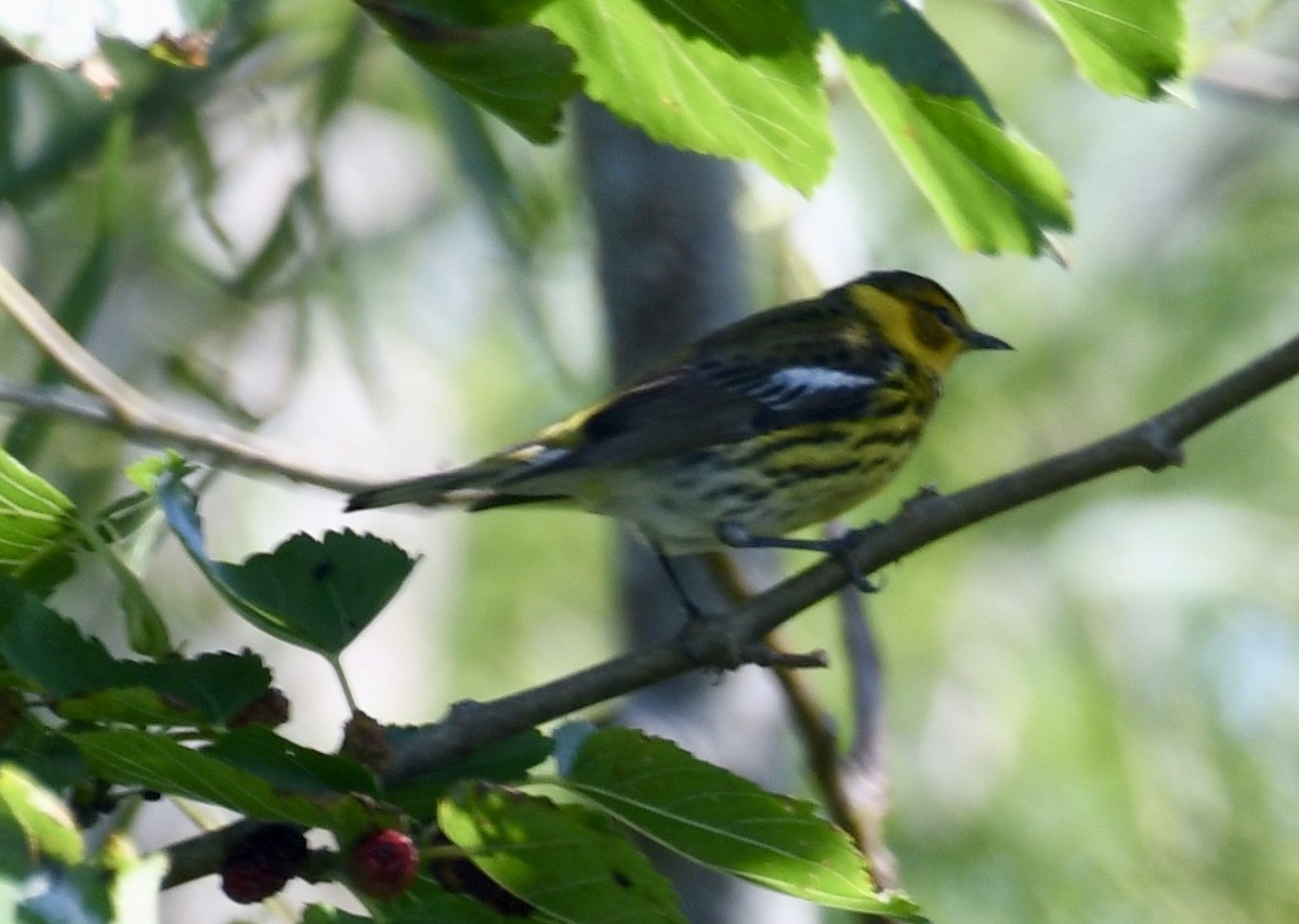 Cape May Warbler - ML619301326
