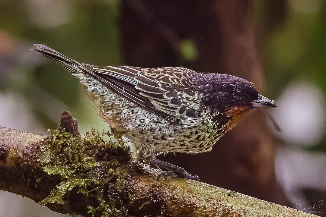 Rufous-throated Tanager - ML619301345