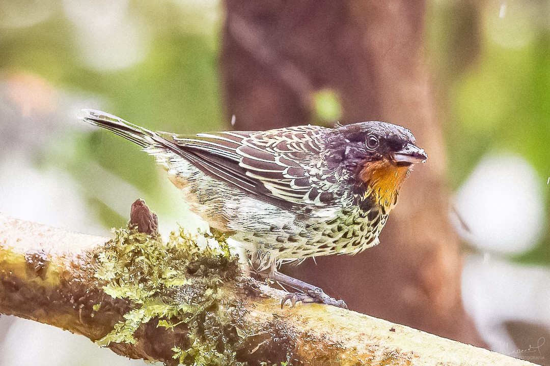 Rufous-throated Tanager - ML619301347