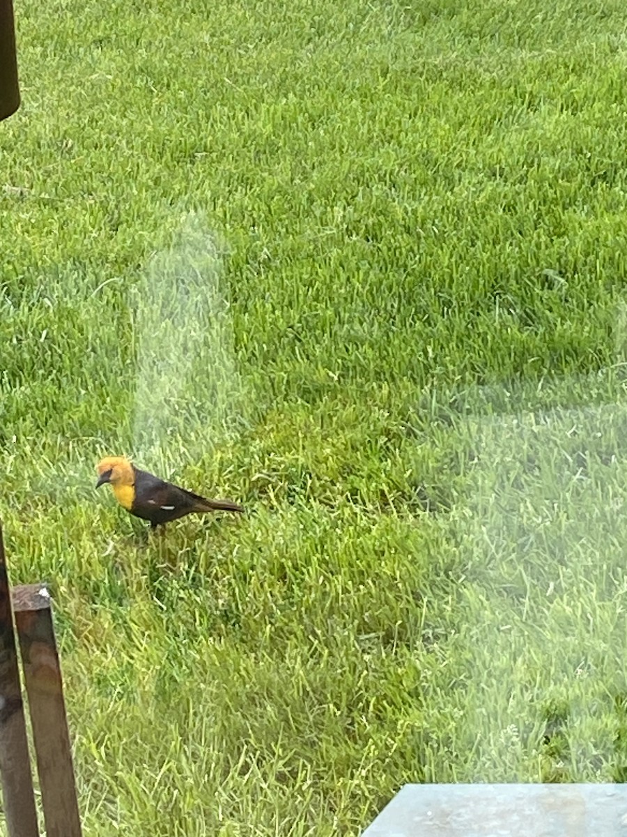 Yellow-headed Blackbird - ML619301359