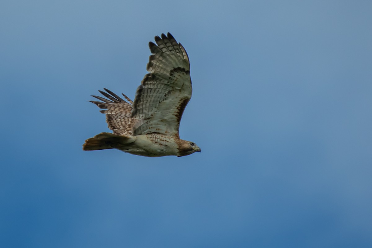 Red-tailed Hawk - ML619301365