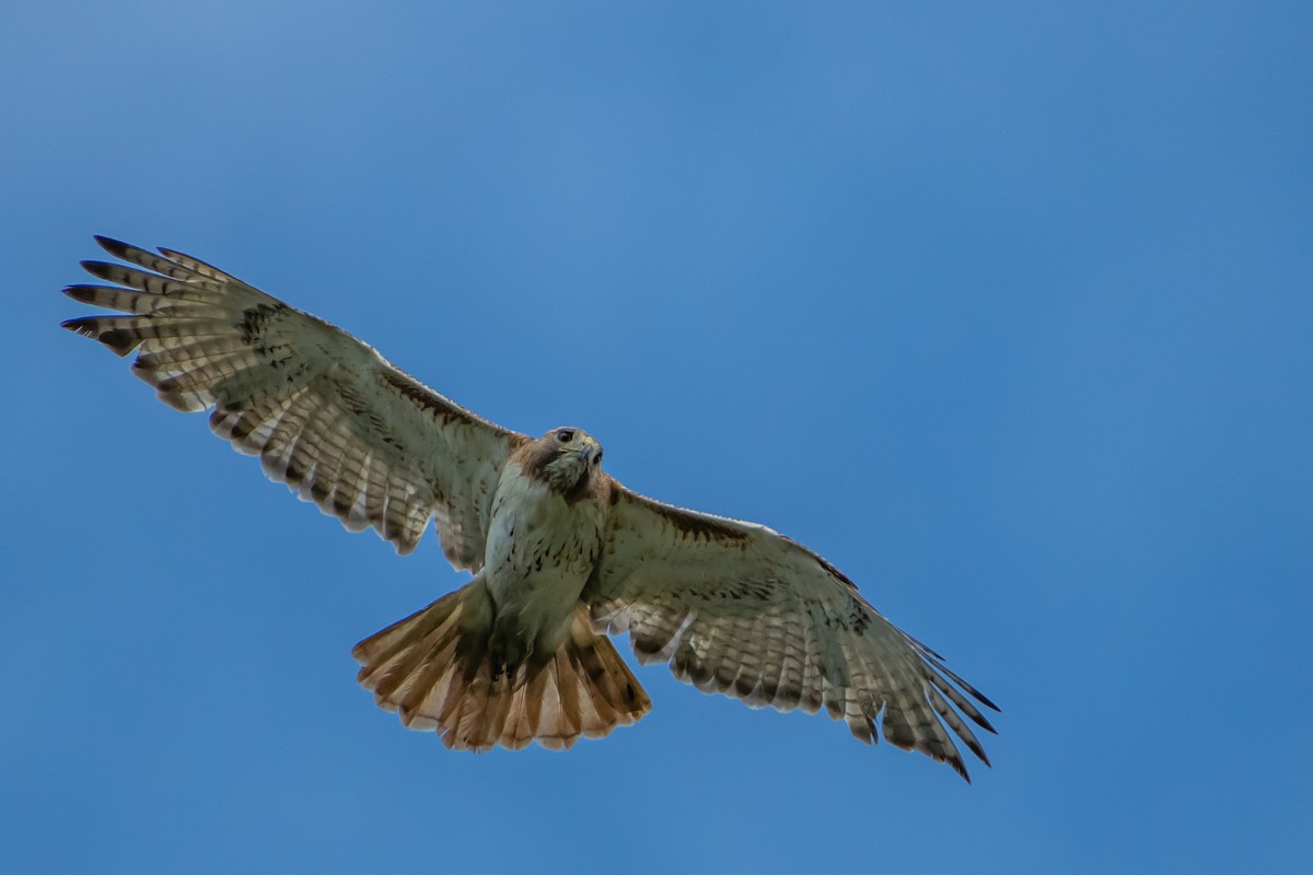 Red-tailed Hawk - ML619301366