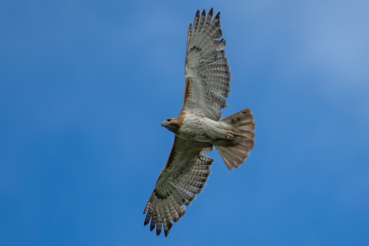 Red-tailed Hawk - ML619301369