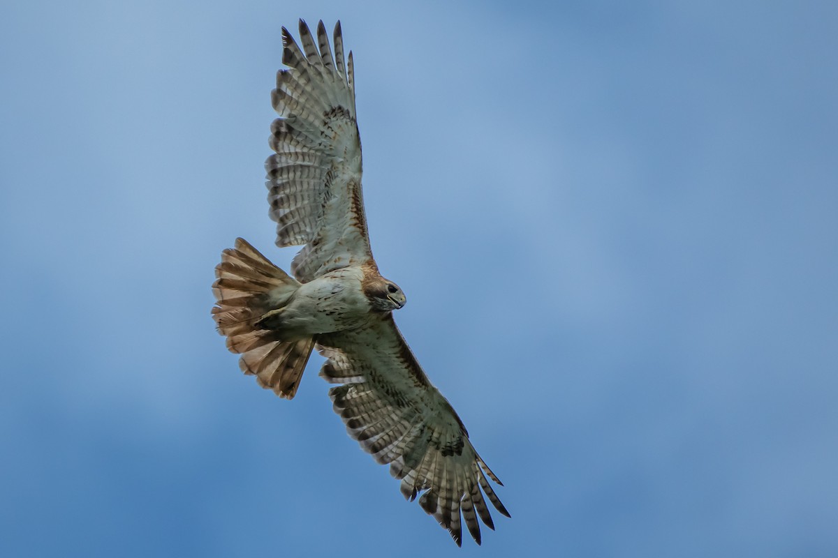 Red-tailed Hawk - ML619301370