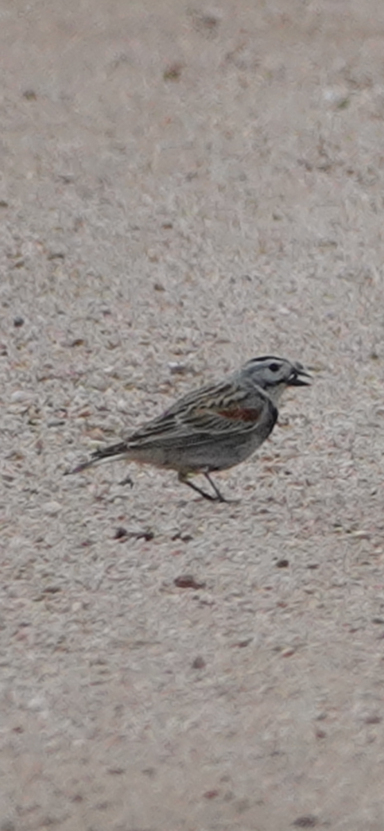 Thick-billed Longspur - ML619301376