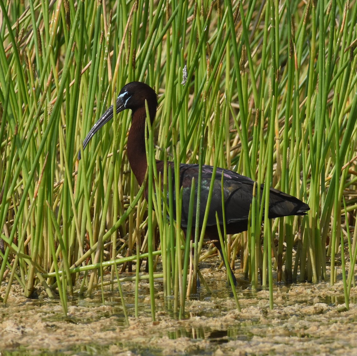ibis hnědý - ML619301406