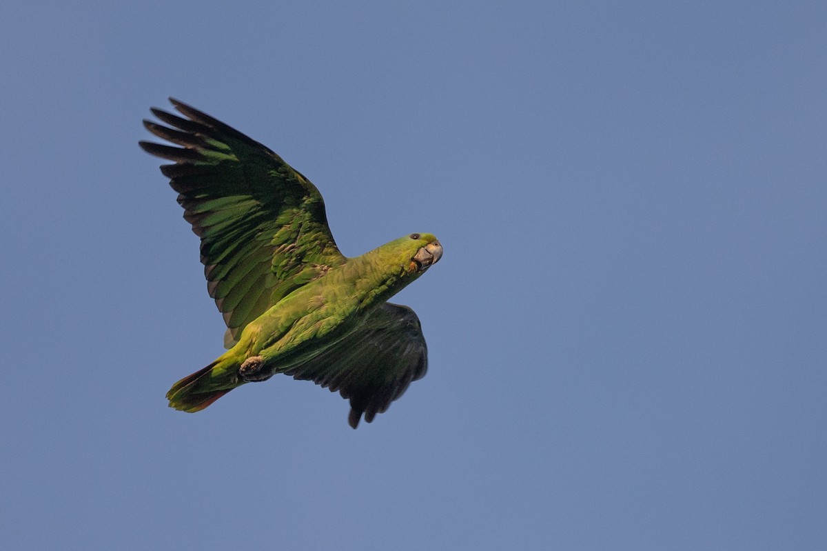 Scaly-naped Parrot - ML619301461