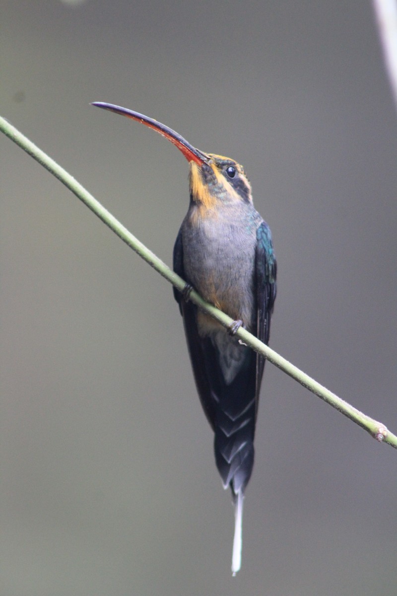 kolibřík šedobřichý - ML619301476