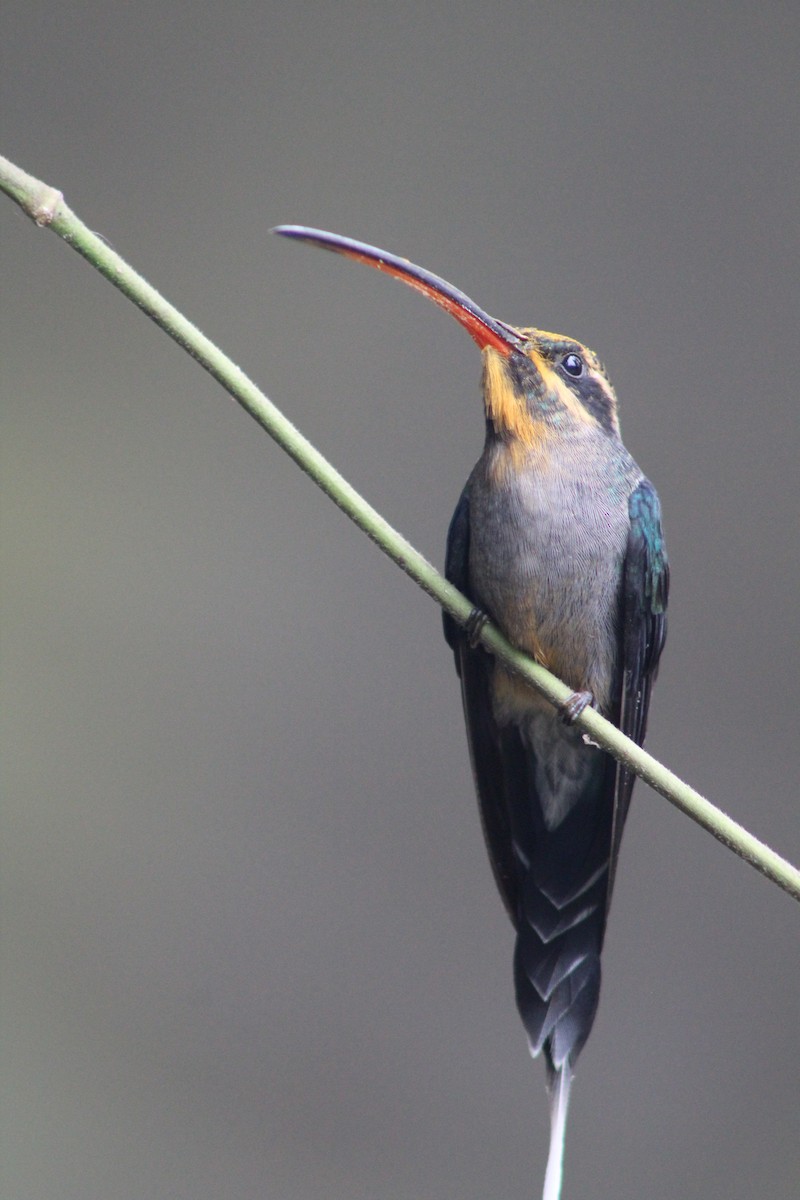 kolibřík šedobřichý - ML619301481