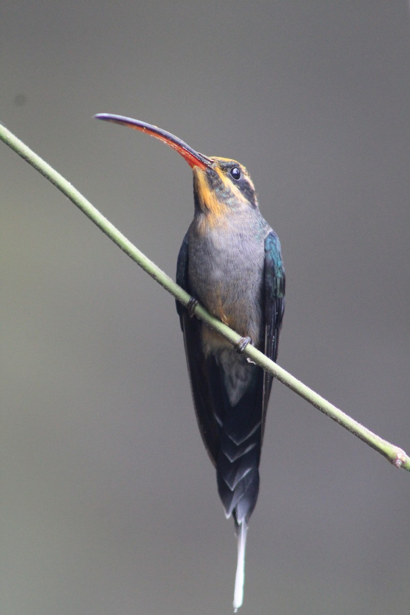 kolibřík šedobřichý - ML619301487