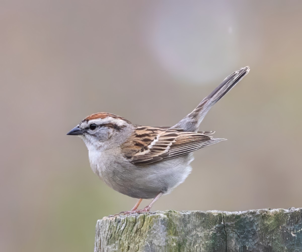 Chipping Sparrow - ML619301523