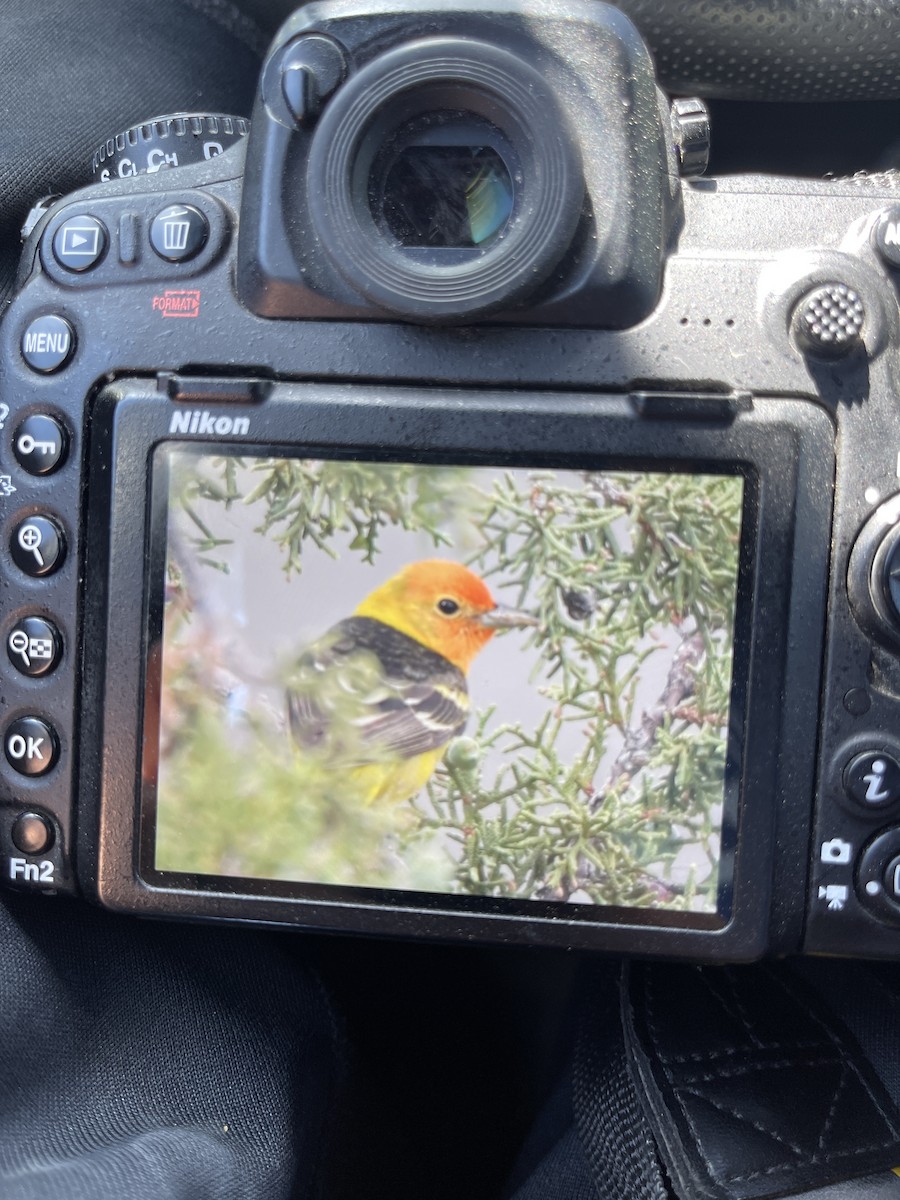 Western Tanager - ML619301539