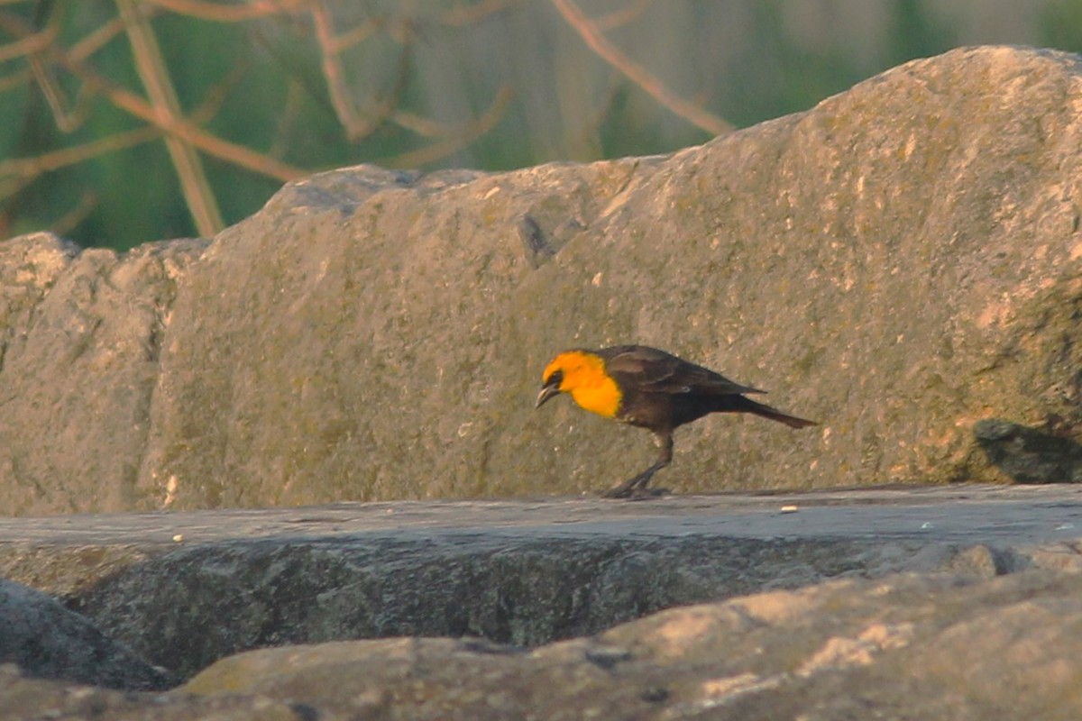 Yellow-headed Blackbird - ML619301569