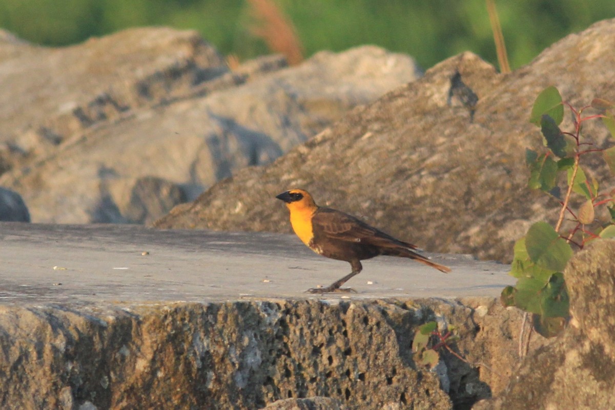 Yellow-headed Blackbird - ML619301660