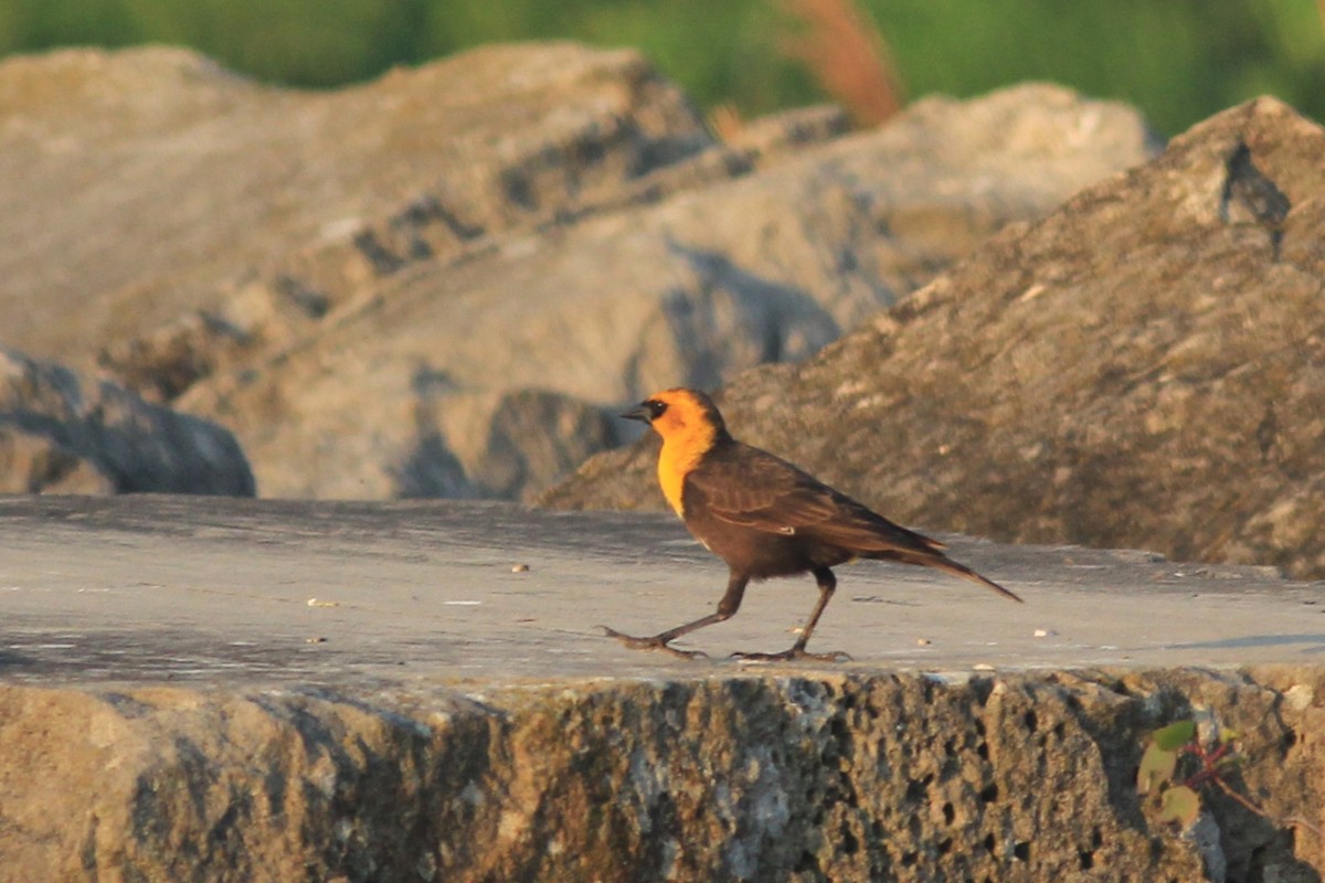 Yellow-headed Blackbird - ML619301667