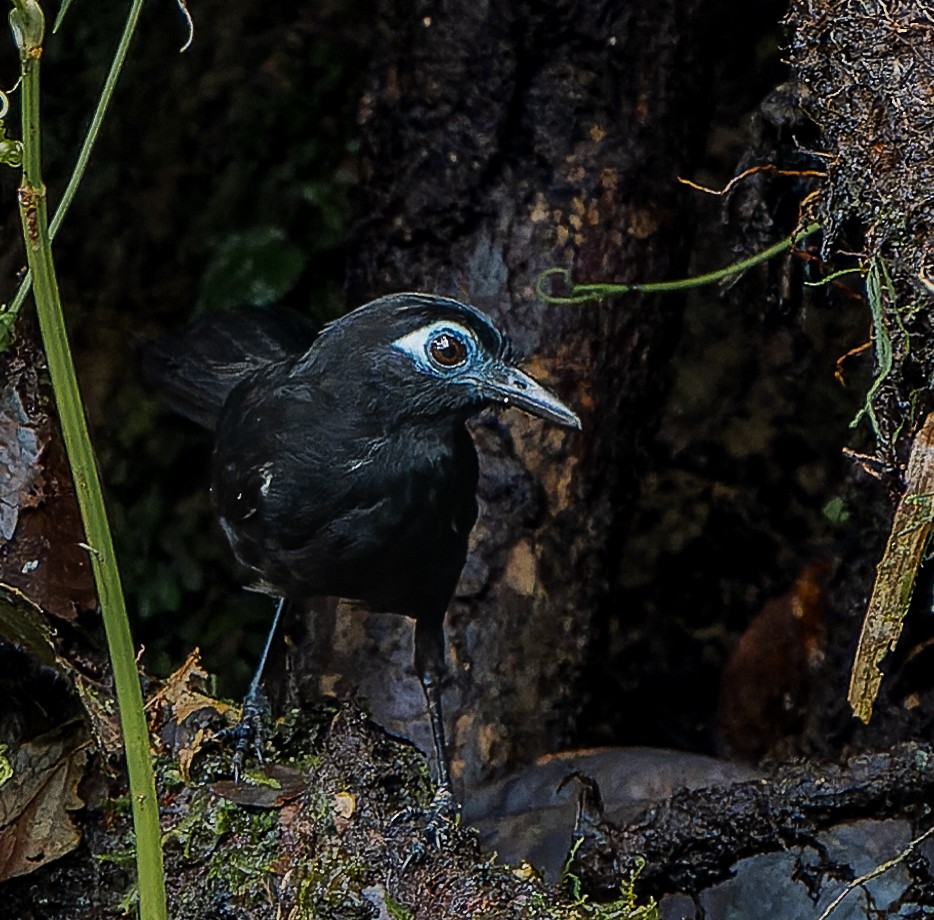 Panamáameisenvogel - ML619301817