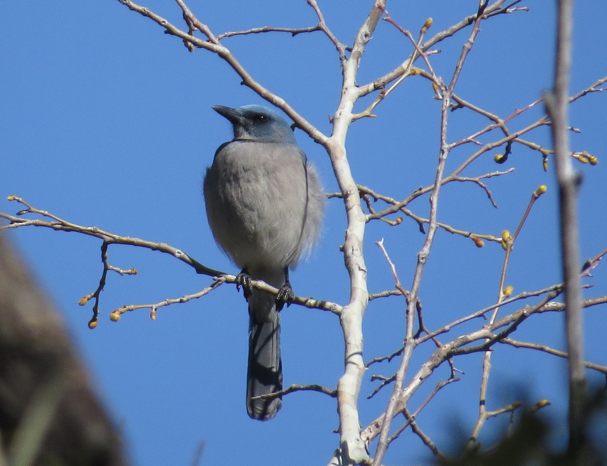 Mexican Jay - ML619301818
