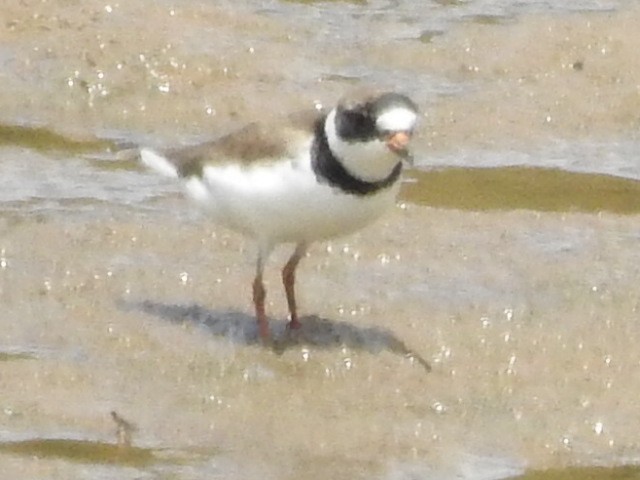 Semipalmated Plover - ML619301833