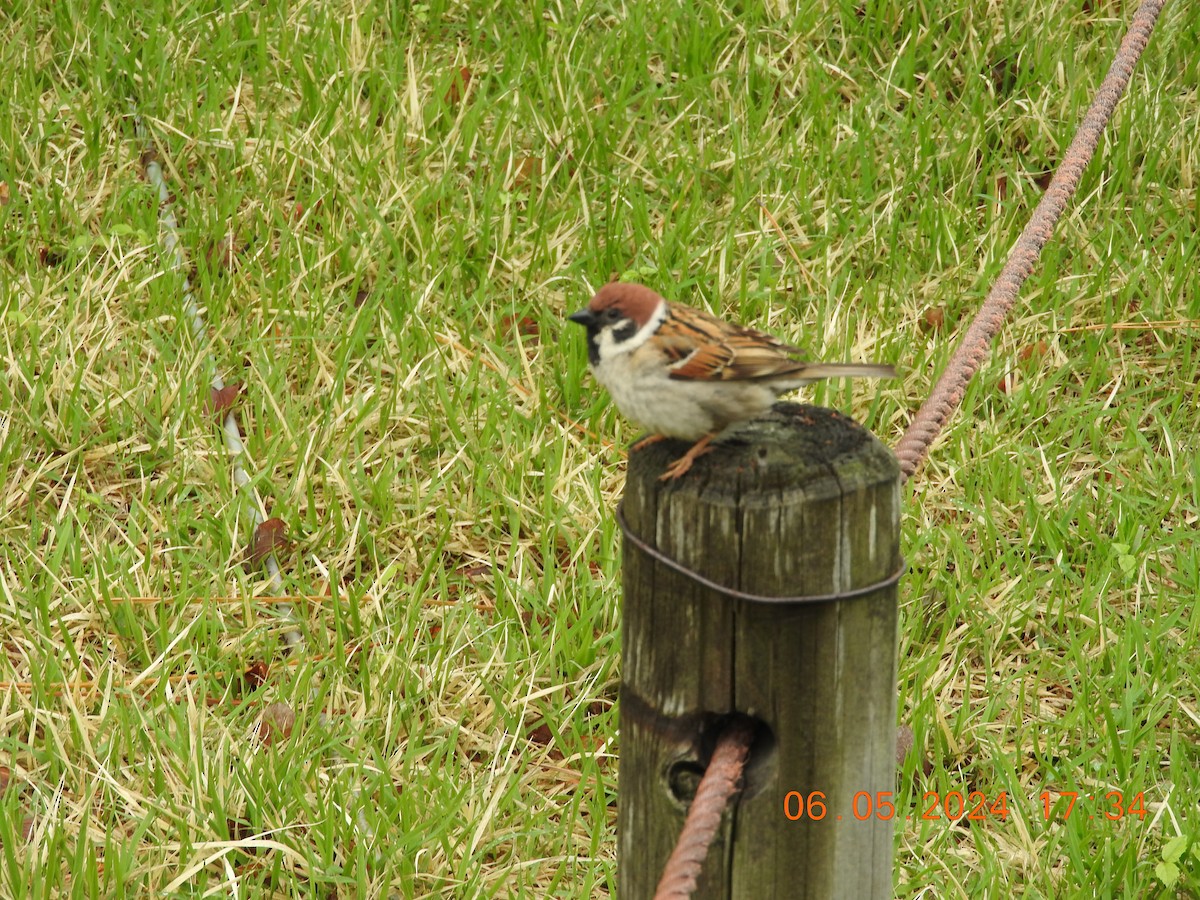 Eurasian Tree Sparrow - ML619301856
