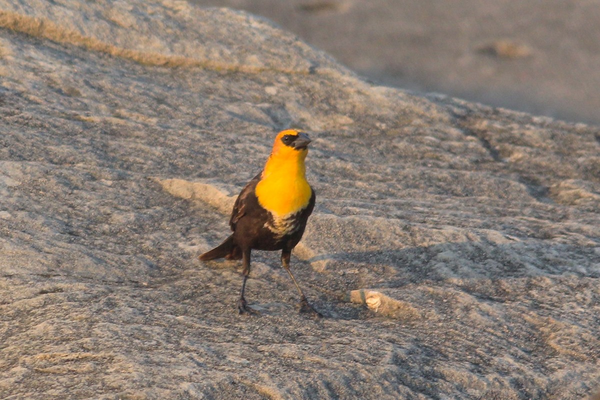 Yellow-headed Blackbird - ML619301892