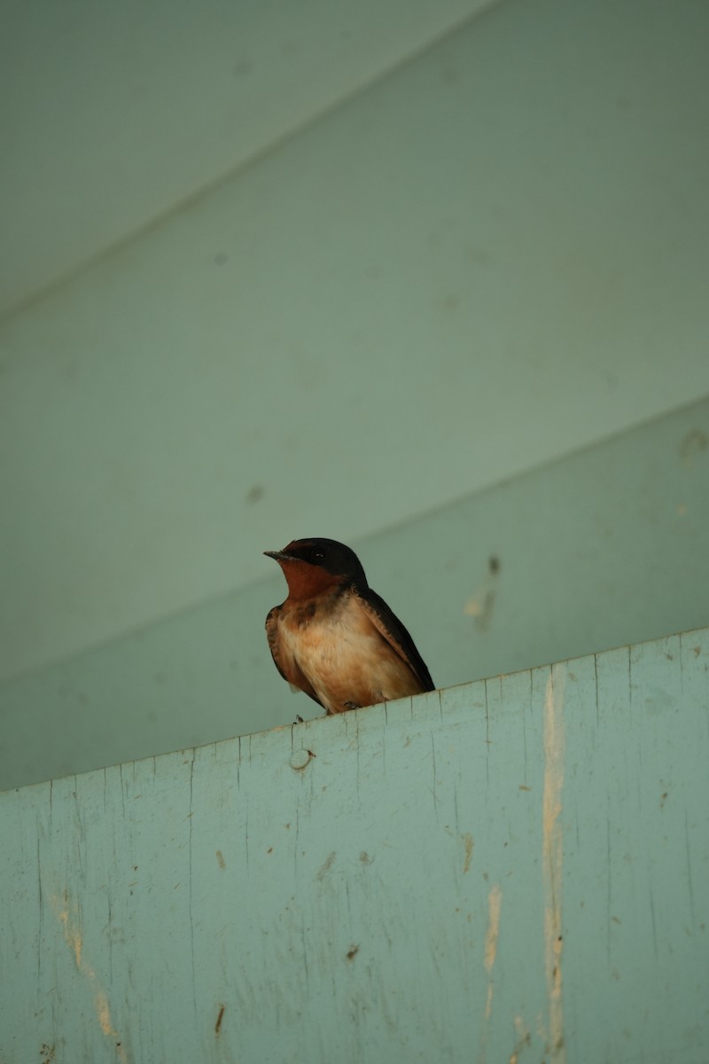 Cave Swallow - ML619301917
