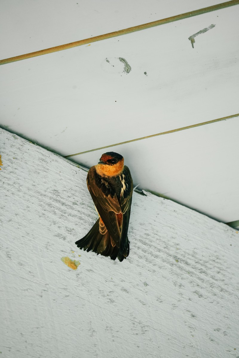 Cave Swallow - ML619301919