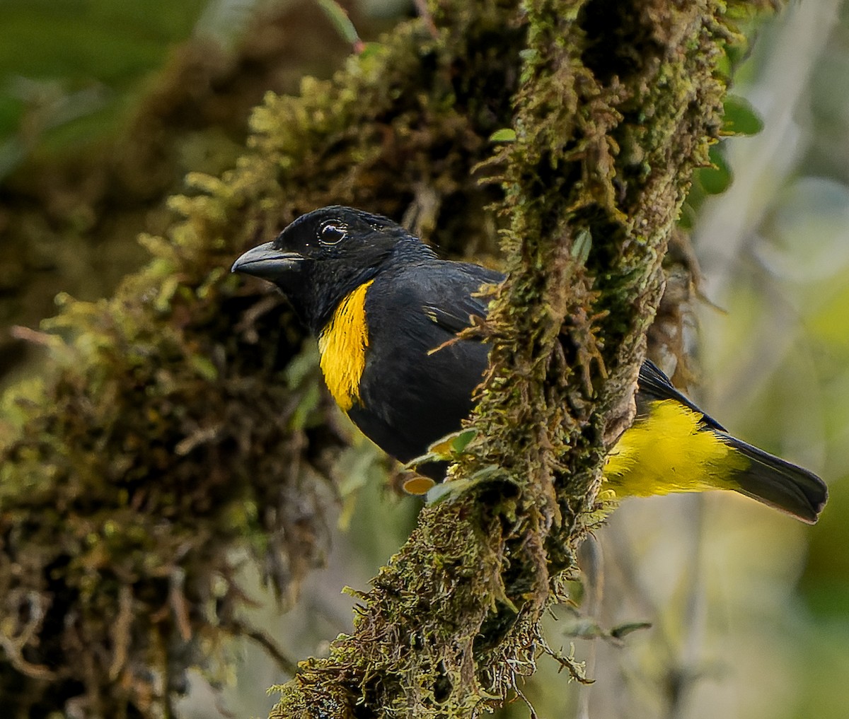 Golden-chested Tanager - ML619301930