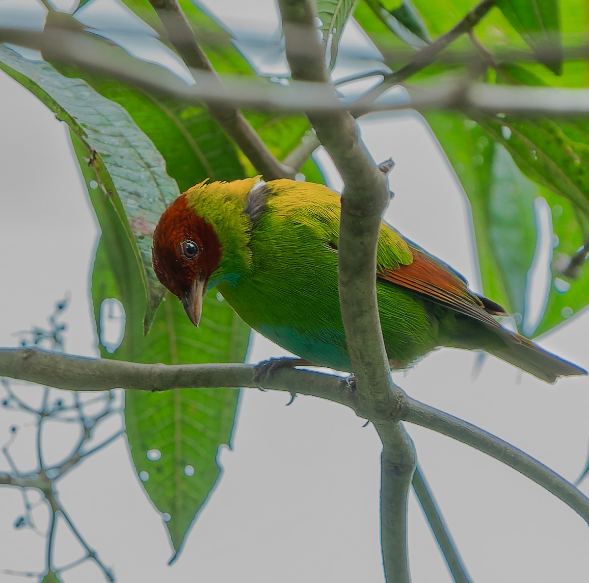 Rufous-winged Tanager - ML619301942