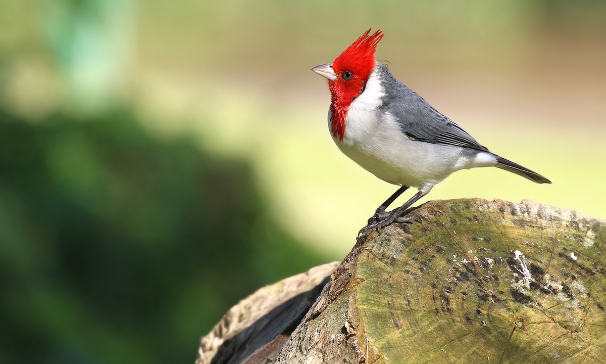 Red-crested Cardinal - ML619301951
